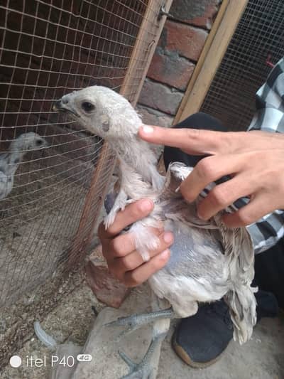 ice blue dragon 2 pair. 03204885211