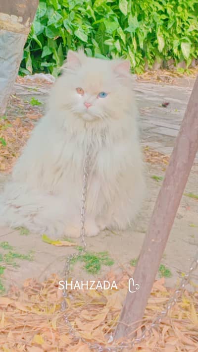 Persian female cat