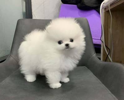 Pomeranian puppies 03335687102