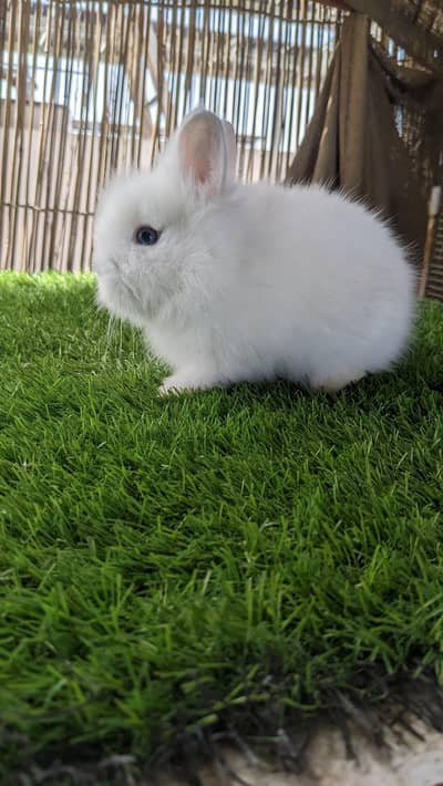 TeddyBear dwarf male bunny  fancy rabbit dwarf bunny