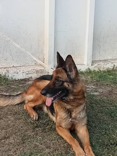 German Shepherd breeder female name Liza