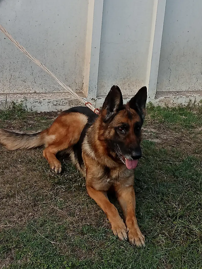 German Shepherd breeder female name Liza — photo 2