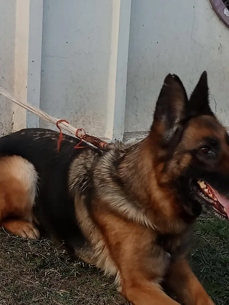 German Shepherd breeder female name Liza — photo 3