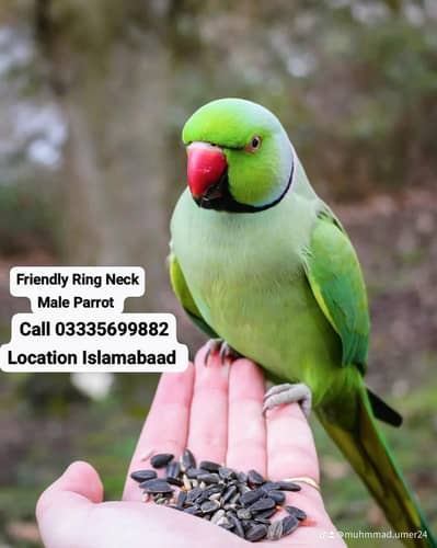 Hand Tamed Friendly Green Ring Neck Male Parrot Jumbo Size