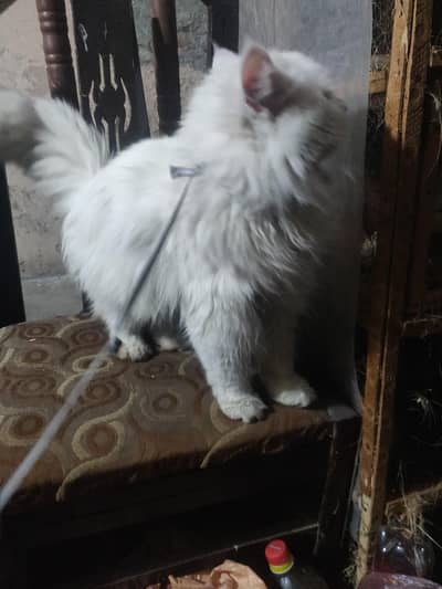 odd eyes male cat for sale