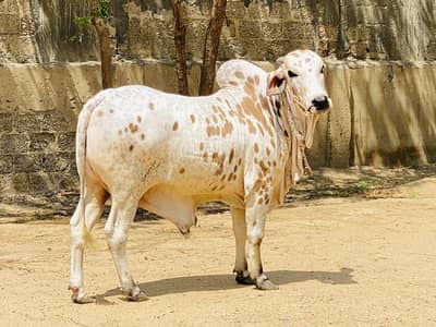 3 Qurbani Bachra Season 2026