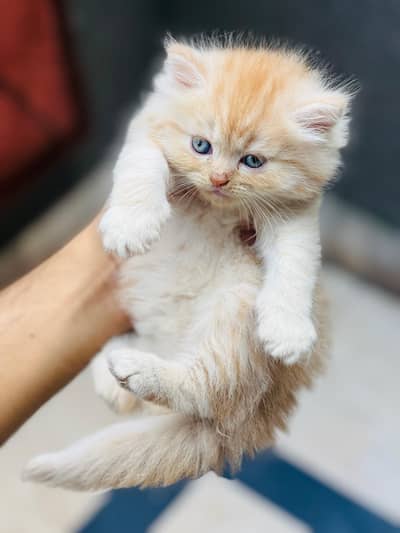 7 Persian kittens for sale. 12k each