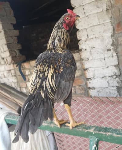 Aseel patha high quality