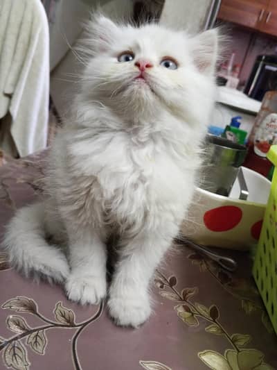 Persian kittens For Sale