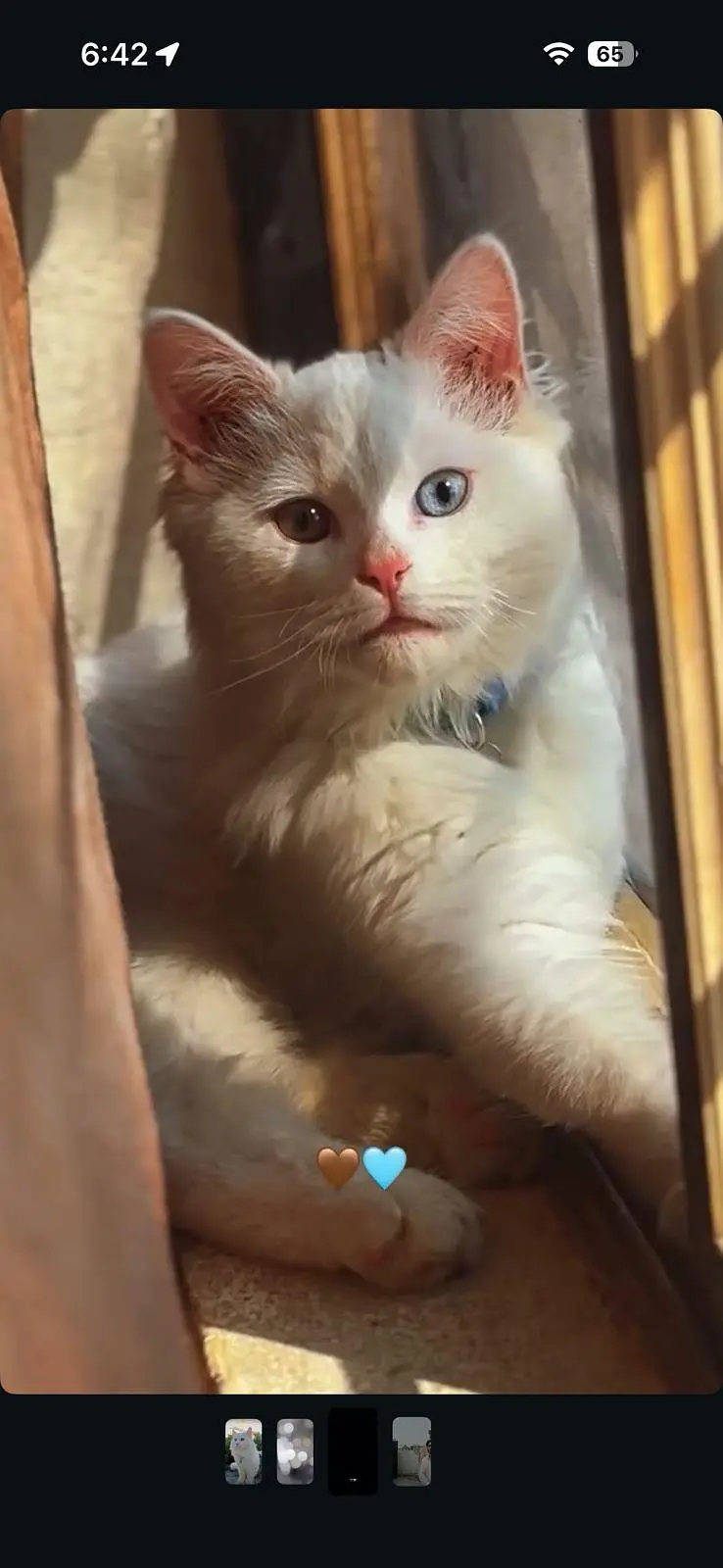 white persian cat