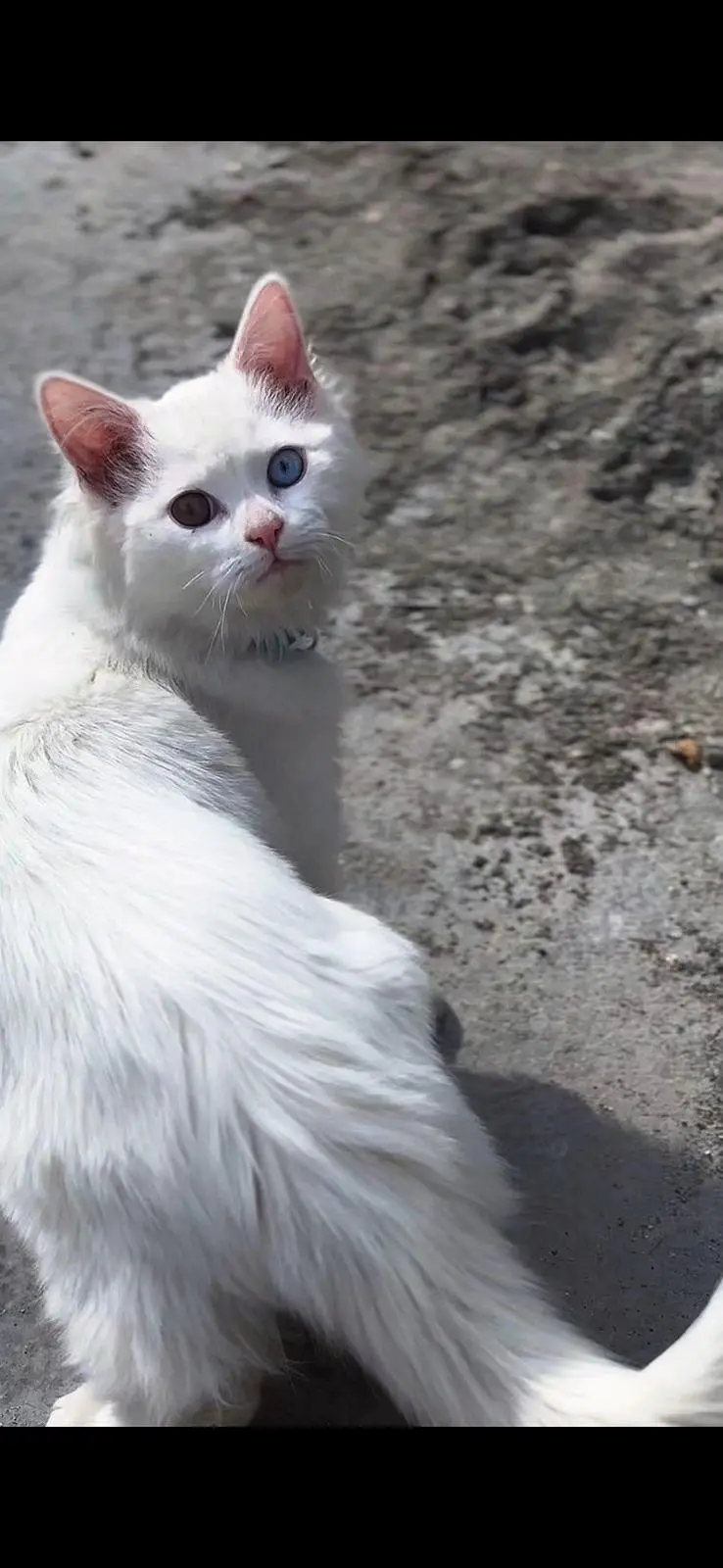 white persian cat — photo 2