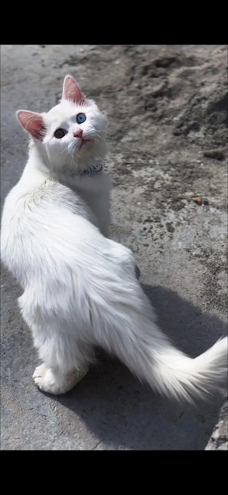 white persian cat — photo 3
