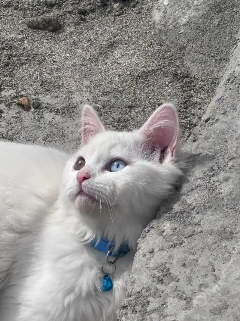 white persian cat — photo 4