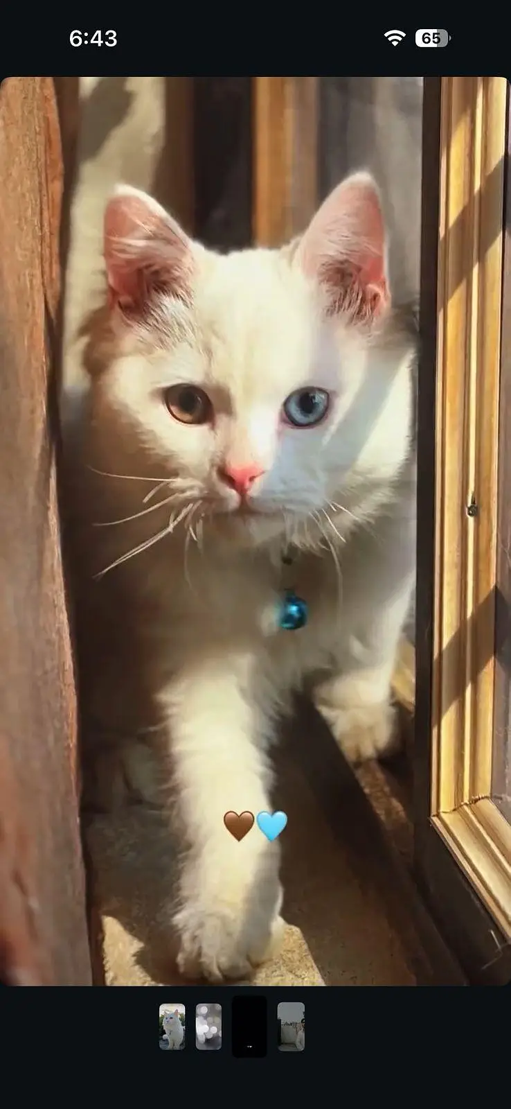 white persian cat — photo 5