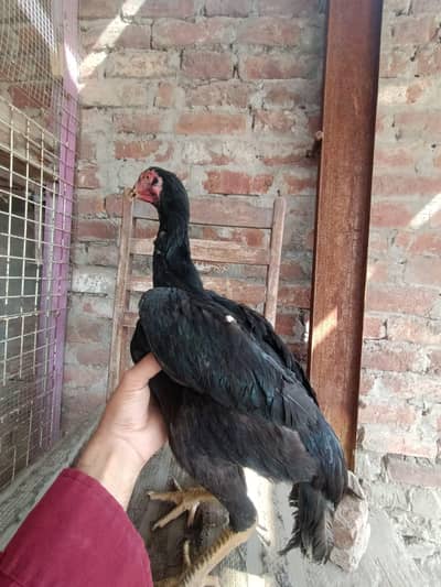 pure black shamo female