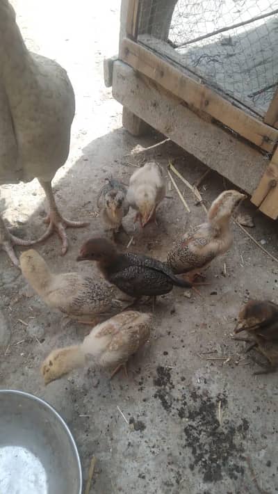 Aseel chick's male and female chickadee available good quality chicks