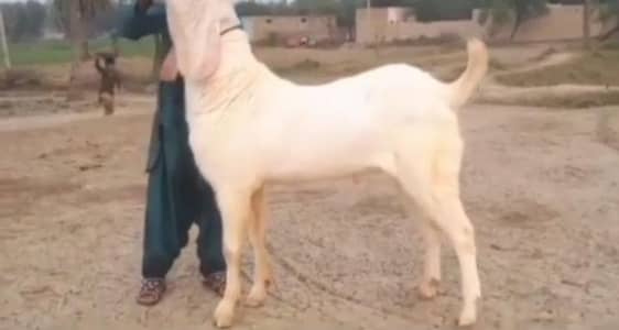 Bakra for sale best for qurbani
