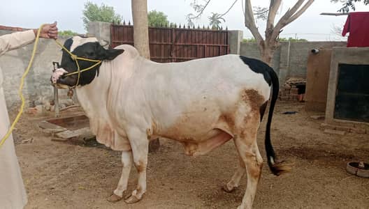 white gulabi cross big Bull