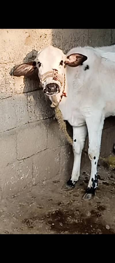 ak Fateh jangi wachi  or ak Fateh jangi wacha