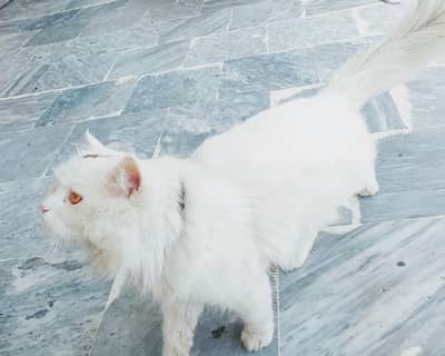 white Persian cat