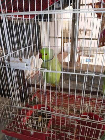 green parrot only 2
