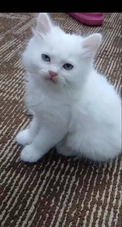 Persian kittens
