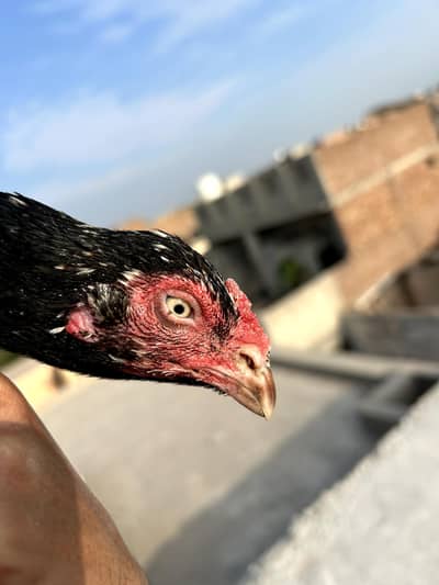 high quality aseel old bloodline mushkil