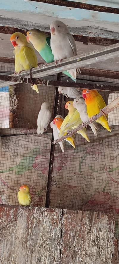 cremino decino for sale male female both available