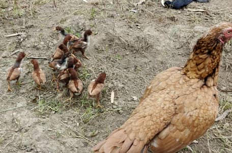 peela and lakha 600 chiks