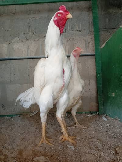 White O Shamo Breeder Pair / Chicks / 0313-2414787