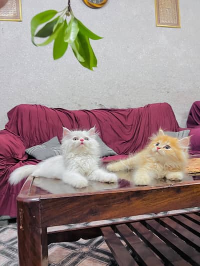 Persian cat for sale my WhatsApp number 0329-70-46-121