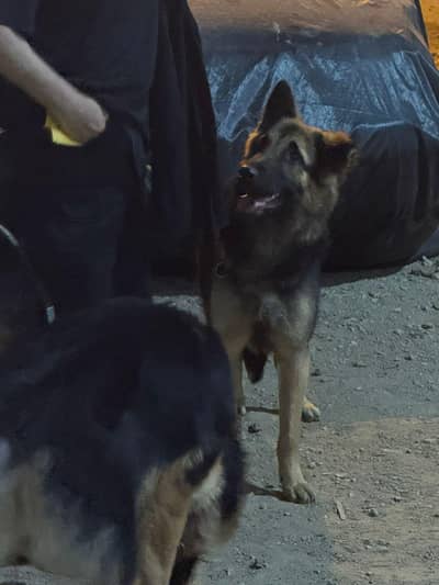 i want to sell my dogs