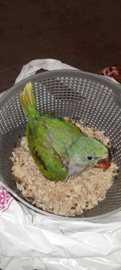 healthy and Active Breeder Pairs and Chiks