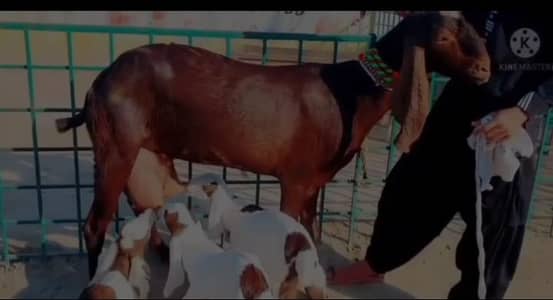 desi Bakri for sale bacchon wali