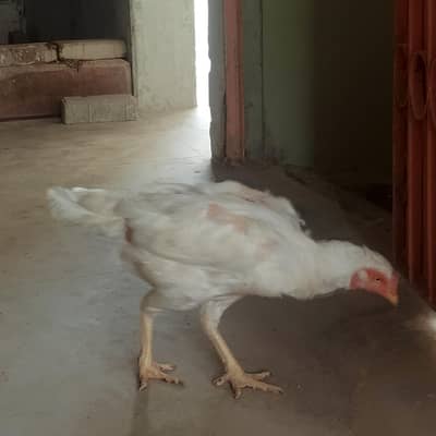 paper white Heera Murgi