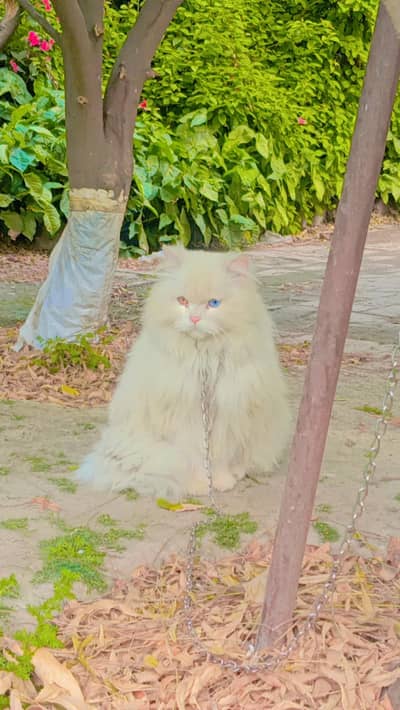 Persian female cat