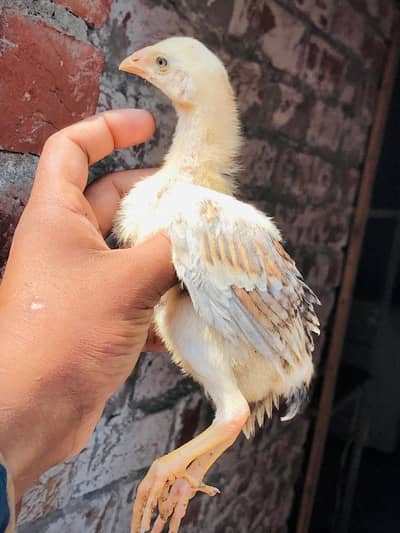 Pakistani aseel band gaddi chicks. 03074327731