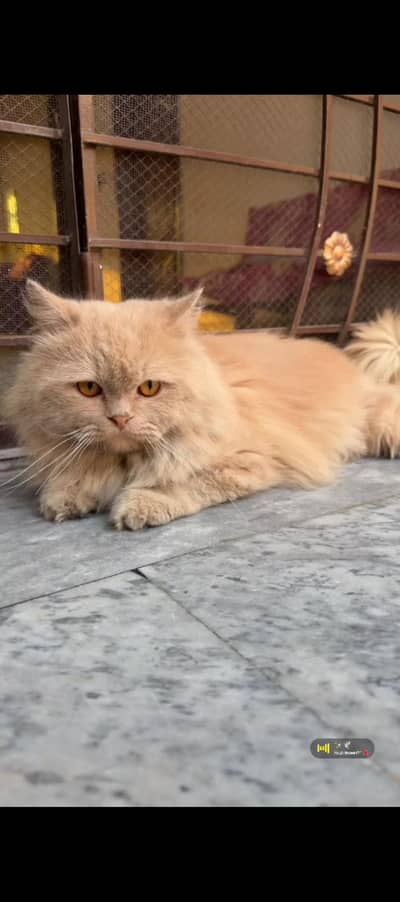 Persian female care lligh brown color