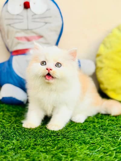 Persian cat for sale my WhatsApp number 0329-70-46-121