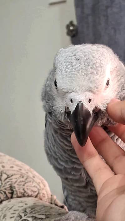 Loving African Grey Parrot For Sale