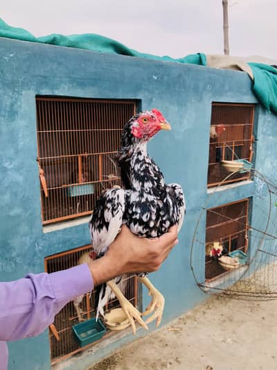 Patha for sale. Bap is ka white clr me or maa lakhi clr me he