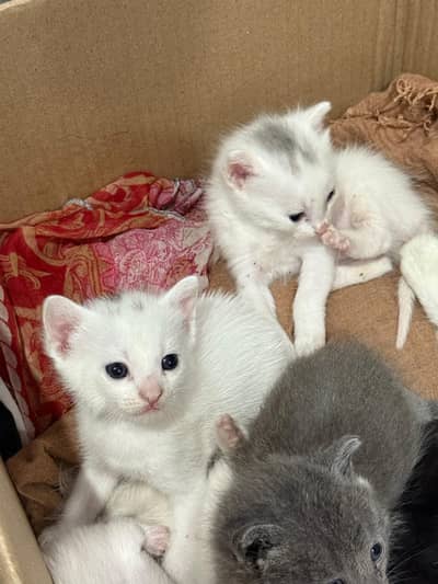 "Beautiful Persian Cat Babies Available – Healthy & Playful”