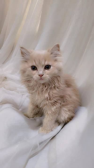 Persian cat baby