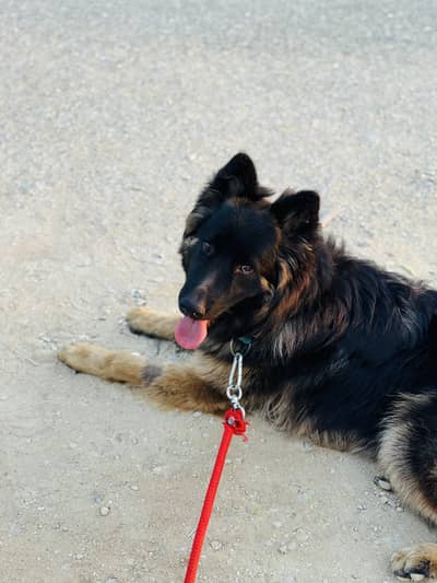 German shepherd long coat 10 months old