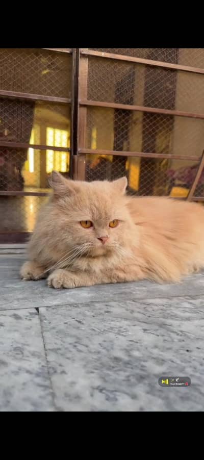 ligh brown female cat healthy