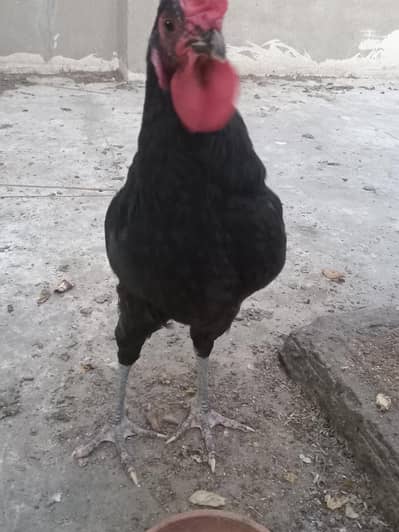 Australorp Male For Sale