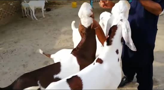 2 Bakray for sale urgent