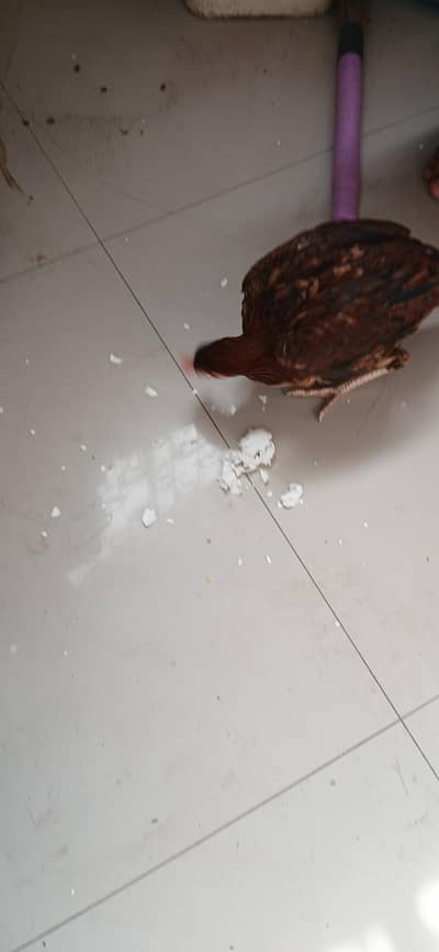 miseries Morgan ha ghar ka Palawan ha