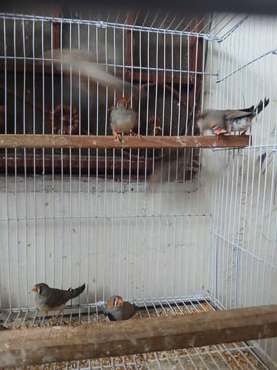 zebra finches