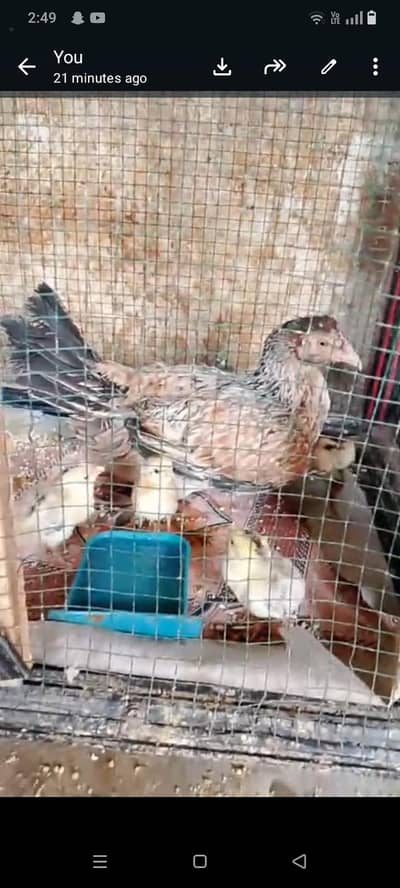 paper white heera aseel male patha